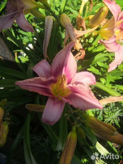 Лилейники и лилии