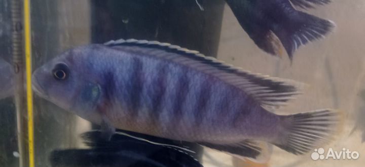 Подростк цихлиды малавийцы трех цветов