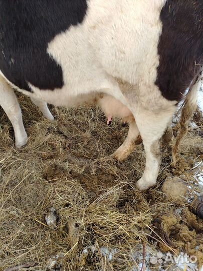 Корова стельная дойная