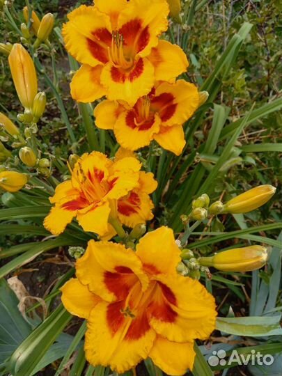 Дуэт лилейников