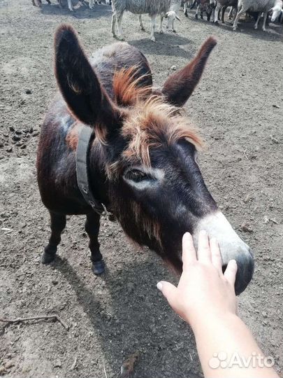 Продам ослицу