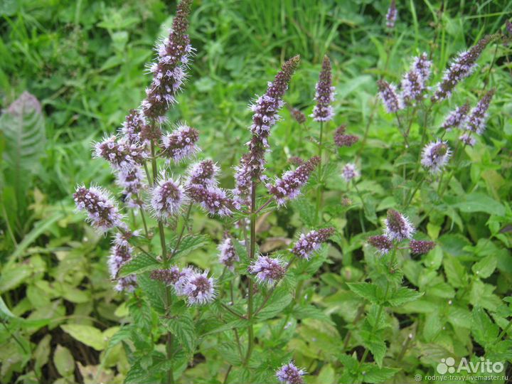 Лекарственные растения (а также специи)