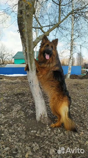 Немецкая овчарка вязка