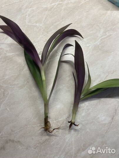 Отдам бесплатно деток Рео