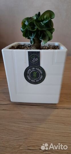 Адениум барвшек