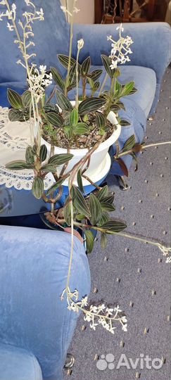 Орхидея лудизия