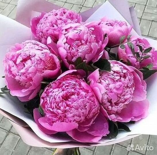 Пионы Букет пионов