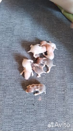 Сирийский хомяк бесплатно малыш