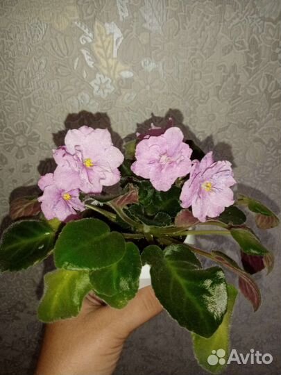 Фиалки цветущие в горшке