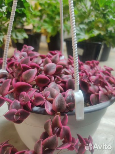 Крассула пеллюцида