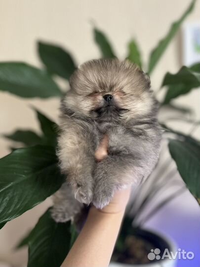 Померанский шпиц