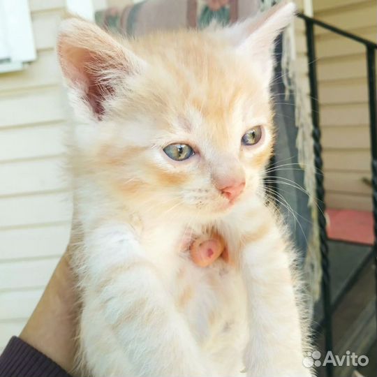 Отдам в добрые руки котят