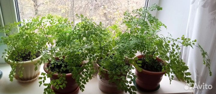 Продам цветы комнатные