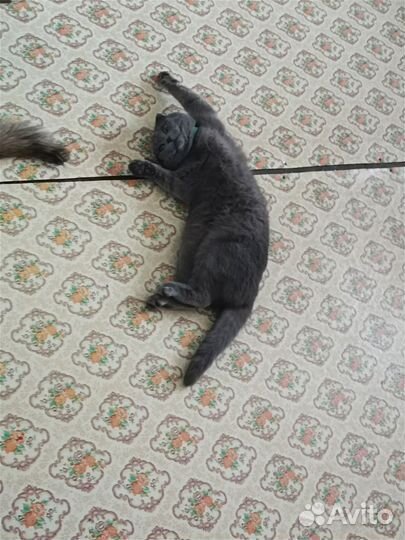 Отдам в добрые руки вислоухого котенка