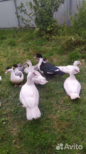 Петухи, селезни, уточки мускусные(индоутки)