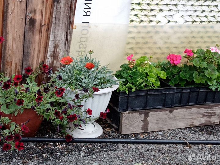 Герань душистая