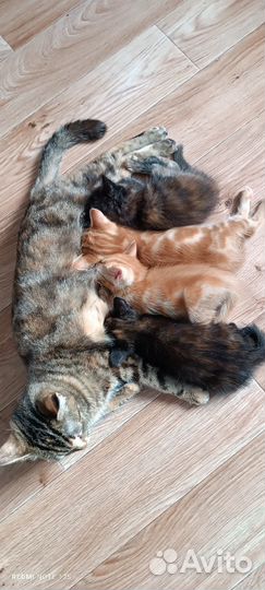 Отдадим в добрые руки котят