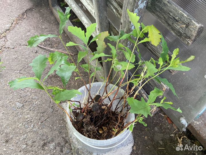 Саденцы дуба