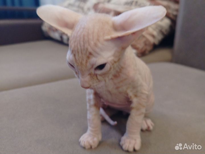 Котята Донского сфинкса