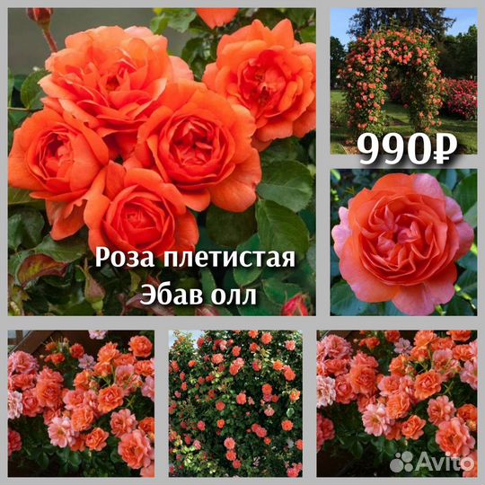 Роза плетистая