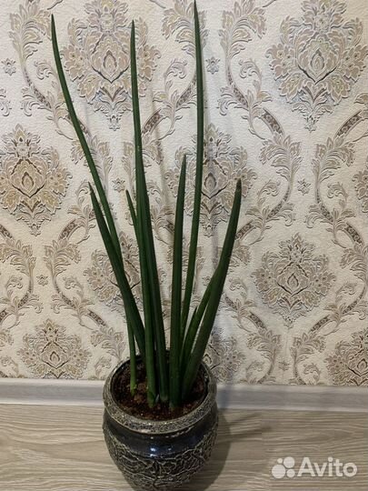 Сансевиерия бакуларис микадо