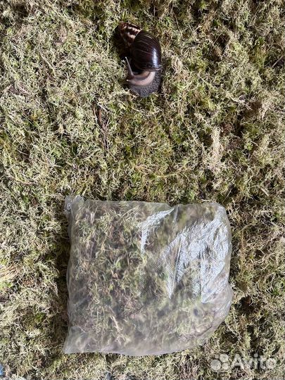 Мох сфагнум живой не стабилизированный