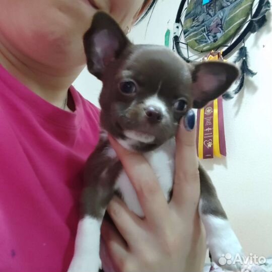 Чихуахуа щенок мальчик РКФ
