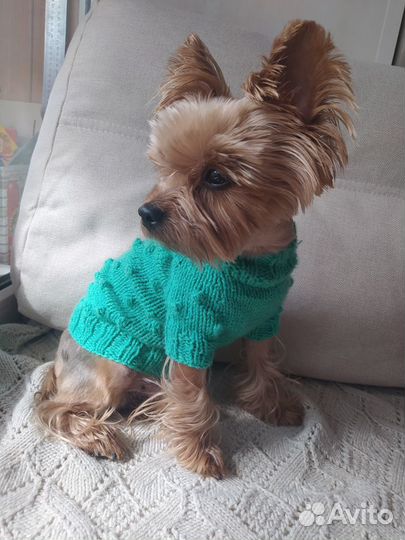 Новый вязаный свитер для собаки. Ручная работа