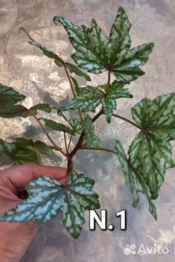 Самые лёгкие и красивые растения