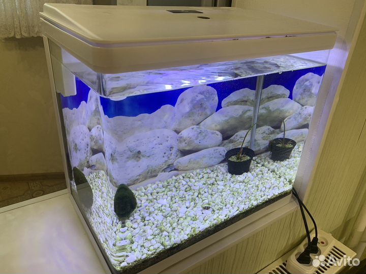 Аквариум pride