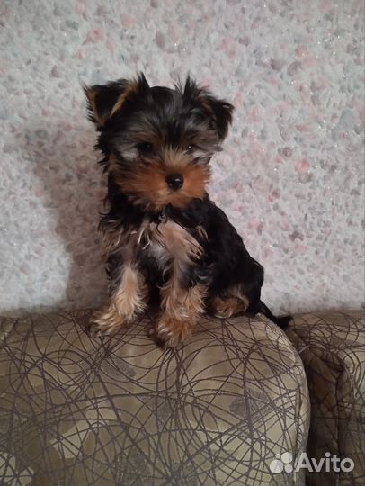 Йоркширский терьер щенки