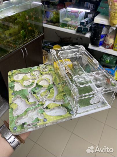 Муравьиная ферма с муравьями