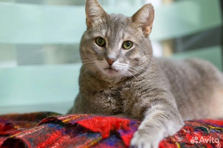 Зоо отдых кошек и собак