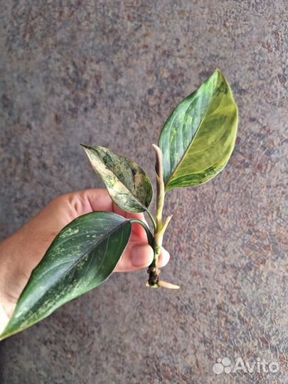 Аглаонема khan hmak