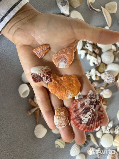 Ракушки с разных уголков земли