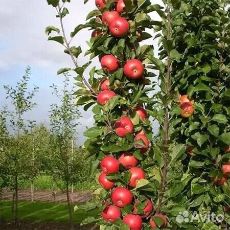 Саженцы плодовых деревьев