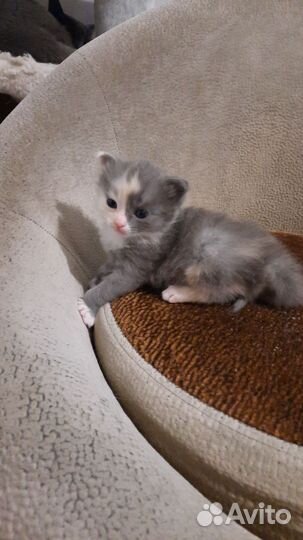 Отдам кота в добрые руки