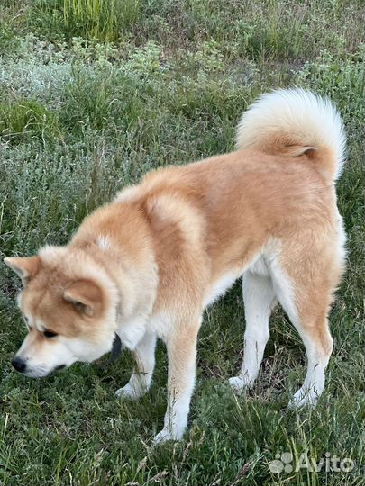 Акита ину вязка