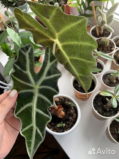 Алоказия кактусы и другие комнатные растения цветы