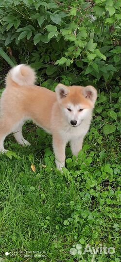 Щенки Акита ину