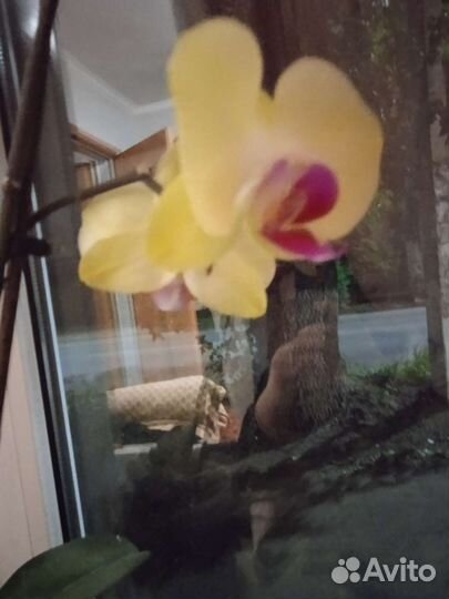Дендробиум фаленопсис