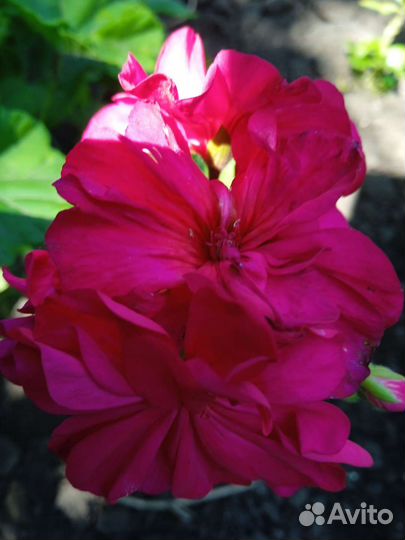 Пеларгония герань