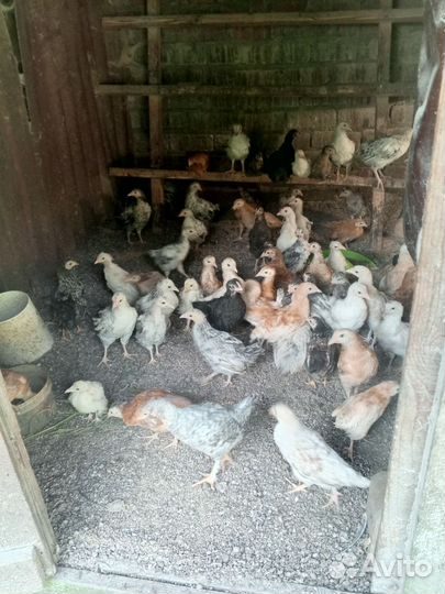 Цыплята 2 месяца
