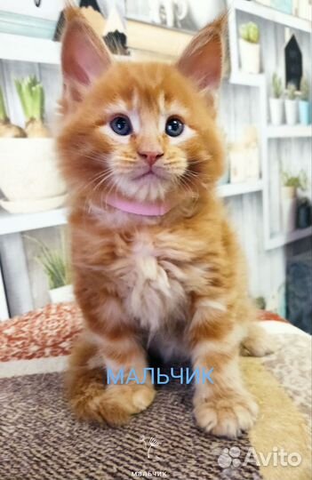 Мейн-кун