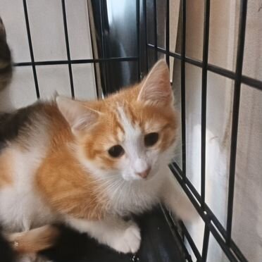 Балинезийский котёнок