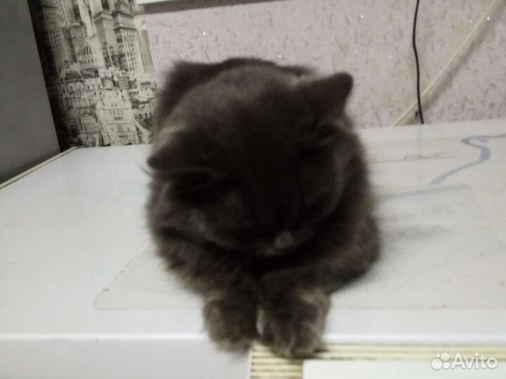 Отдам кошку