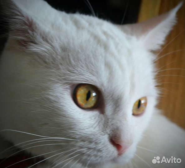 Ангорский кот