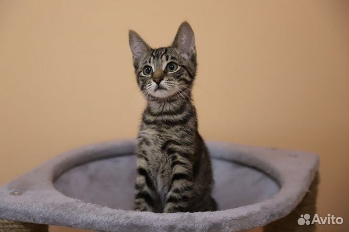 Котенок девочка