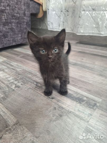 Котята в добрые руки бесплатно