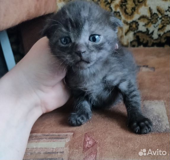 Кошки вислоухие